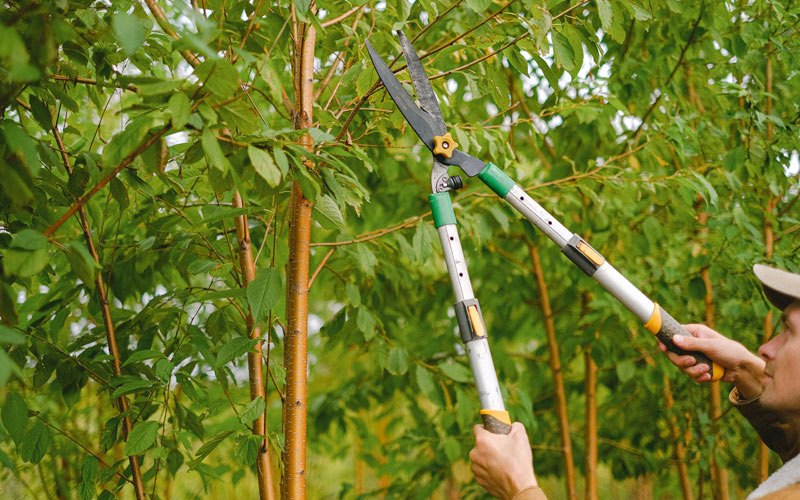 Tree trimming in Lanesboro, IA